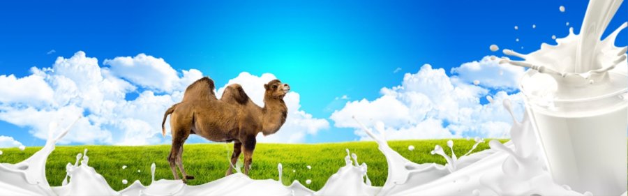 科普贴：备受追捧的骆驼粉究竟有哪些与众不同？