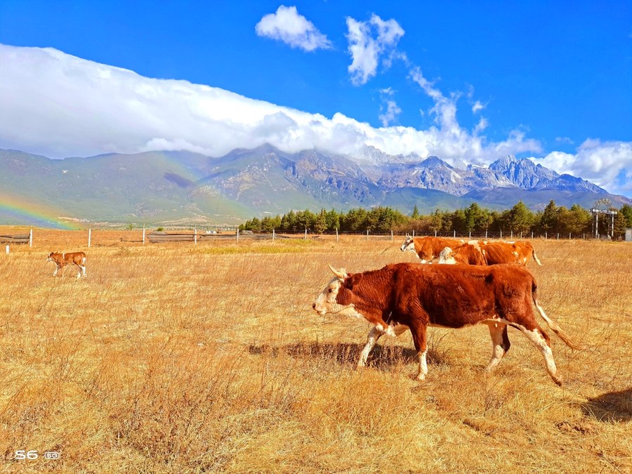 人间四月天vivoS6四摄镜头探云南四季风景美如画