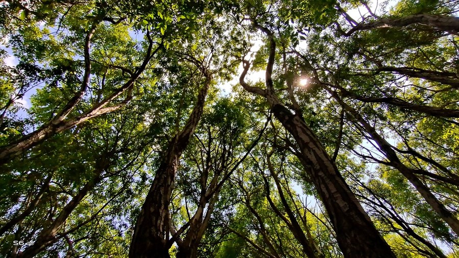 人间四月天vivoS6四摄镜头探云南四季风景美如画