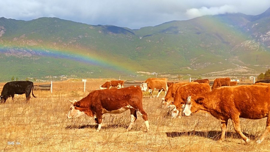 人间四月天vivoS6四摄镜头探云南四季风景美如画