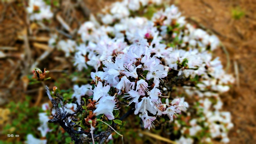 人间四月天vivoS6四摄镜头探云南四季风景美如画