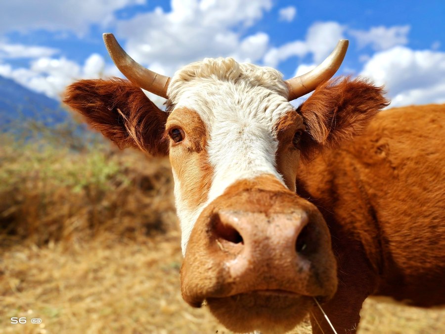 人间四月天vivoS6四摄镜头探云南四季风景美如画