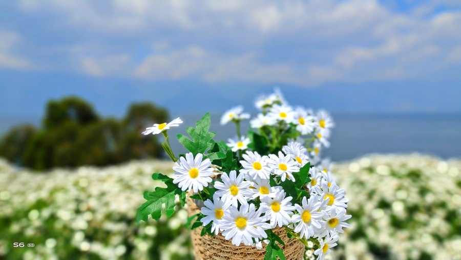 人间四月天vivoS6四摄镜头探云南四季风景美如画