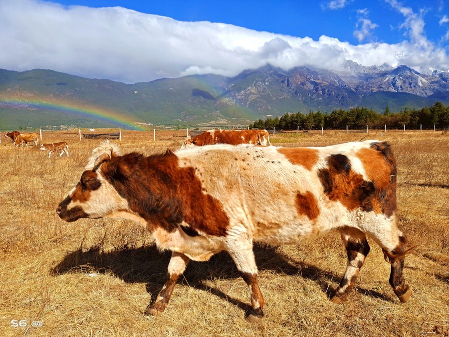 人间四月天vivoS6四摄镜头探云南四季风景美如画