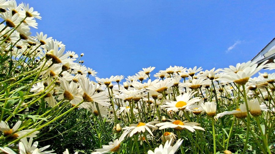 人间四月天vivoS6四摄镜头探云南四季风景美如画