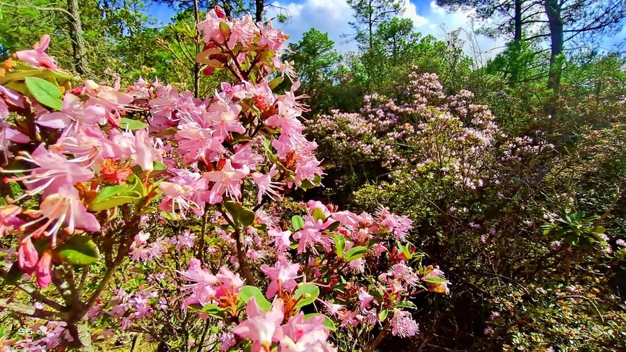 人间四月天vivoS6四摄镜头探云南四季风景美如画