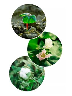 全棉时代：一朵棉花与自然、人的可持续陪伴